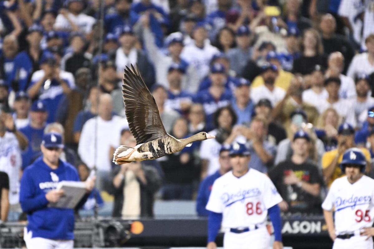 A goose flys around the Dodgers Stadium infield during the eighth inning of Game 2 of the NLDS on Wednesday.