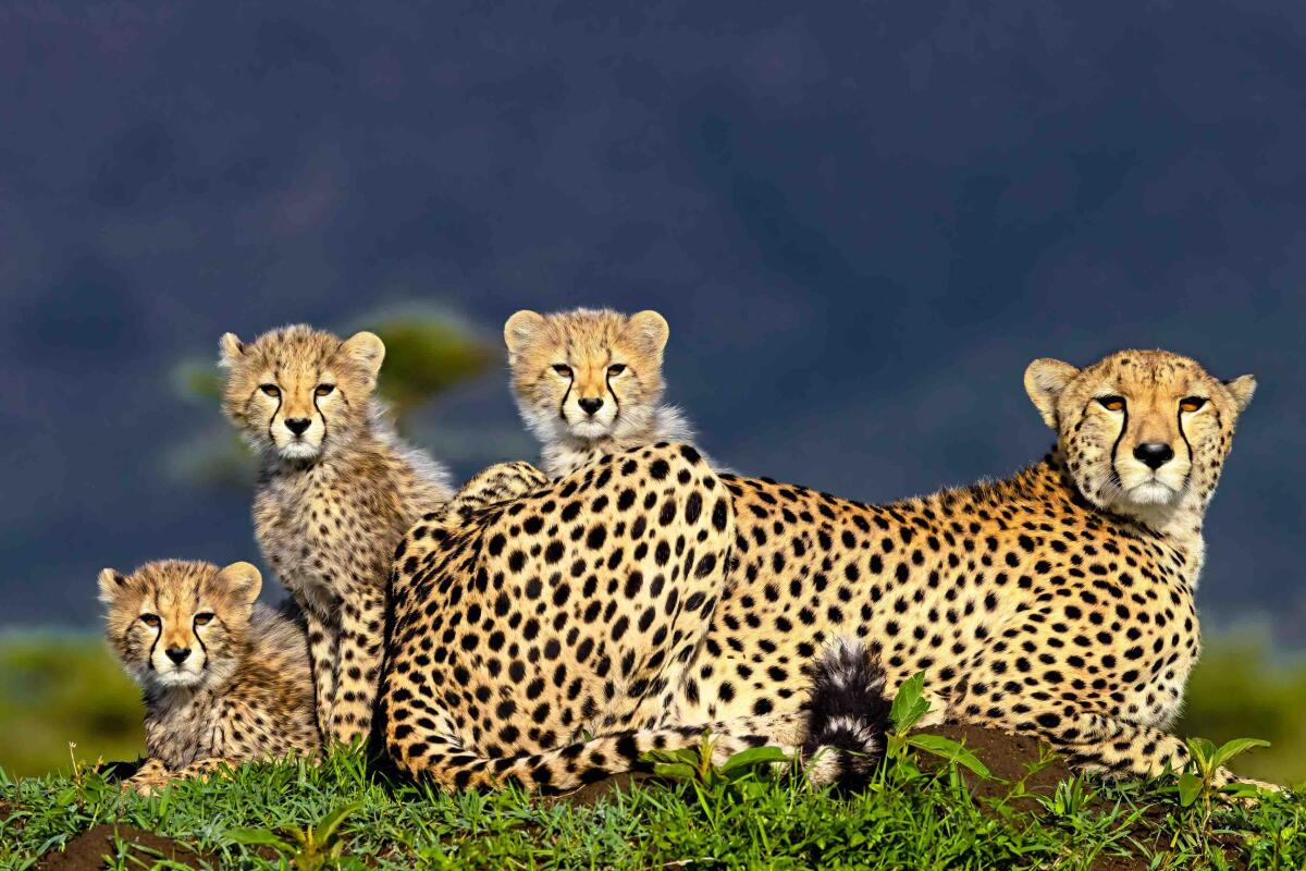 A family of cheetahs