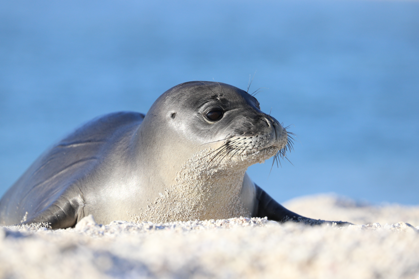 A young male monk seal was rescued in the reefs of the Northwestern Hawaiian Islands. A new hospital will try to save this endangered species.