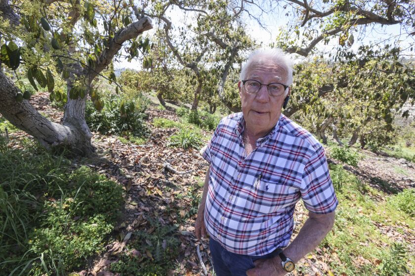 FALLBROOK, CA - APRIL 07: This 20 acre parcel of avocado trees, that Charlie Wolk used to manage, is now abandoned and sits just east of I-15 and south of Highway 76 in the Rainbow Water District on Wednesday, April 7, 2021 in Fallbrook, CA. (Eduardo Contreras / The San Diego Union-Tribune)
