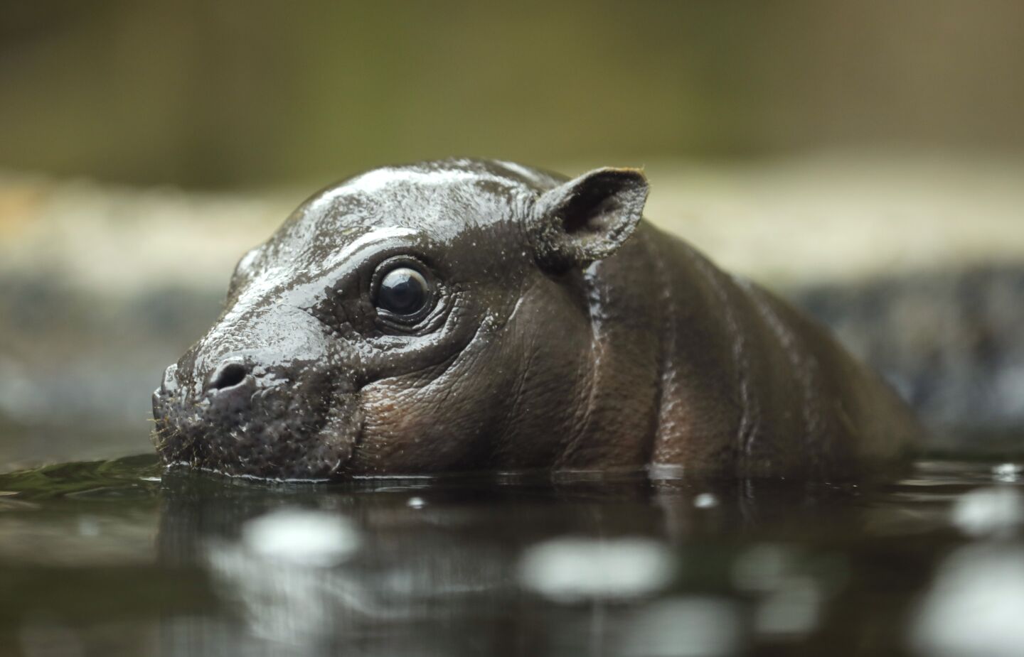 Akobi, a 40-pound, 67-day-old pygmy hippopotamus, wades in the water at the San Diego Zoo on June 15, 2020. Akobi was introduced to the public for the first time as it explored the main exhibit for the first time Monday.