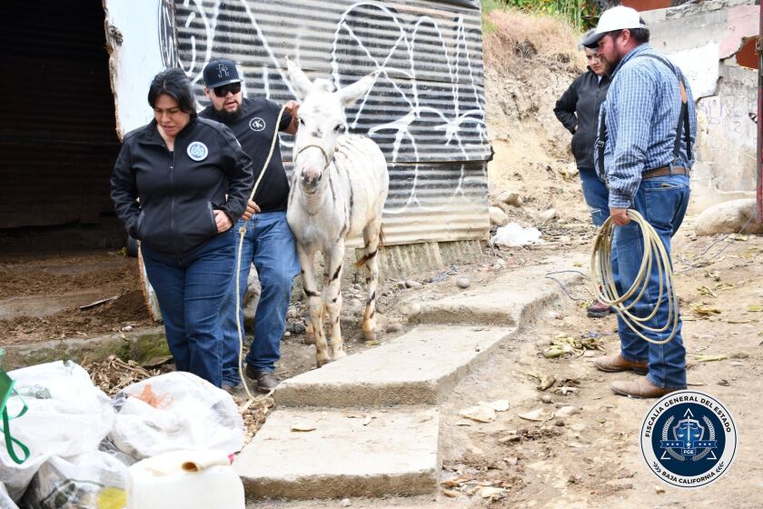 Elementos de la fiscalía general de Baja California rescatan a una de cinco burro cebras en un domicilio en Tijuana