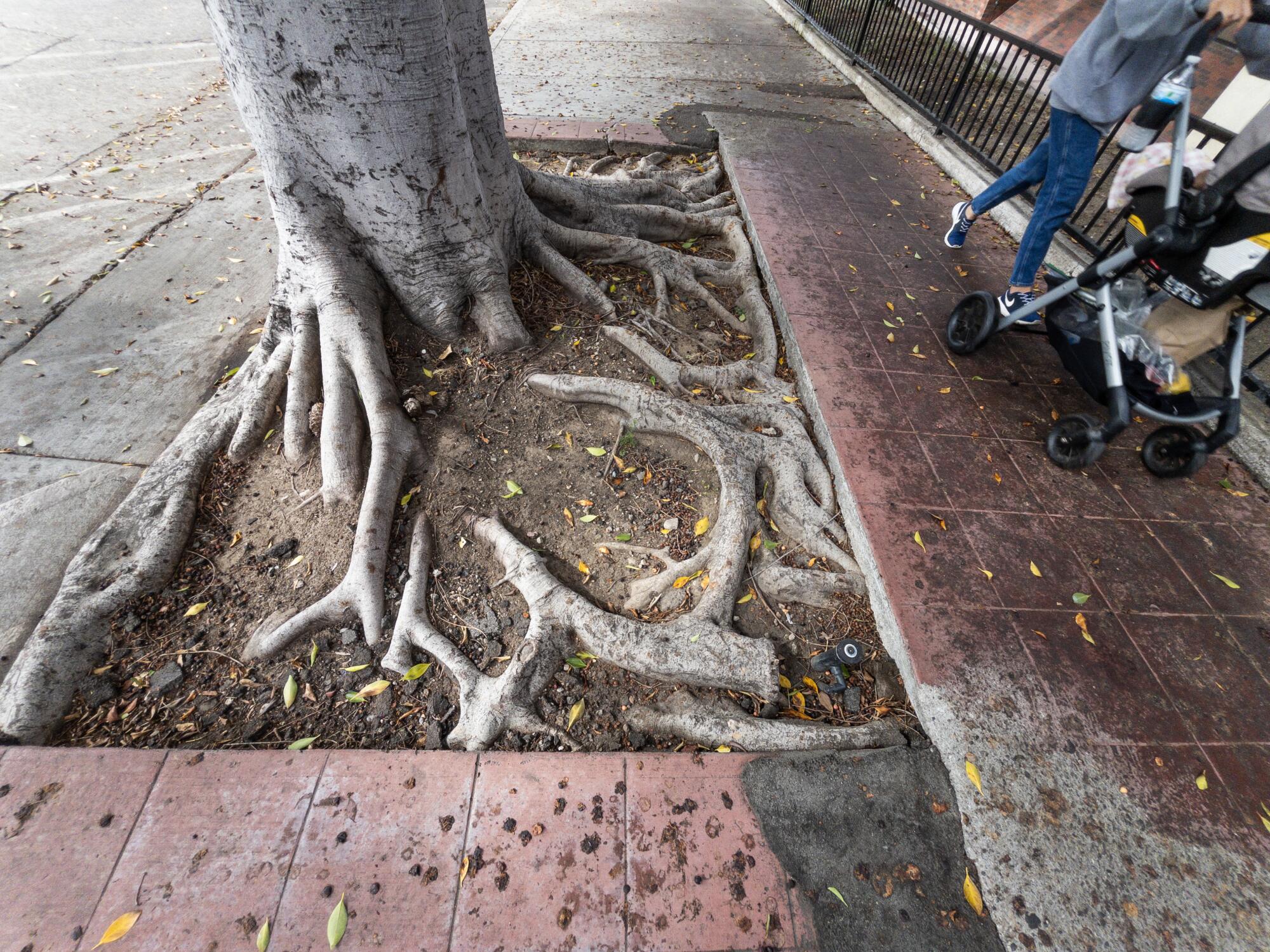 The underside of a tree with exposed roots on a sidewalk.