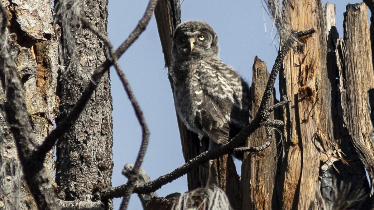 A Great Gray Owl sits on its nest in a Rim fire snag forest.