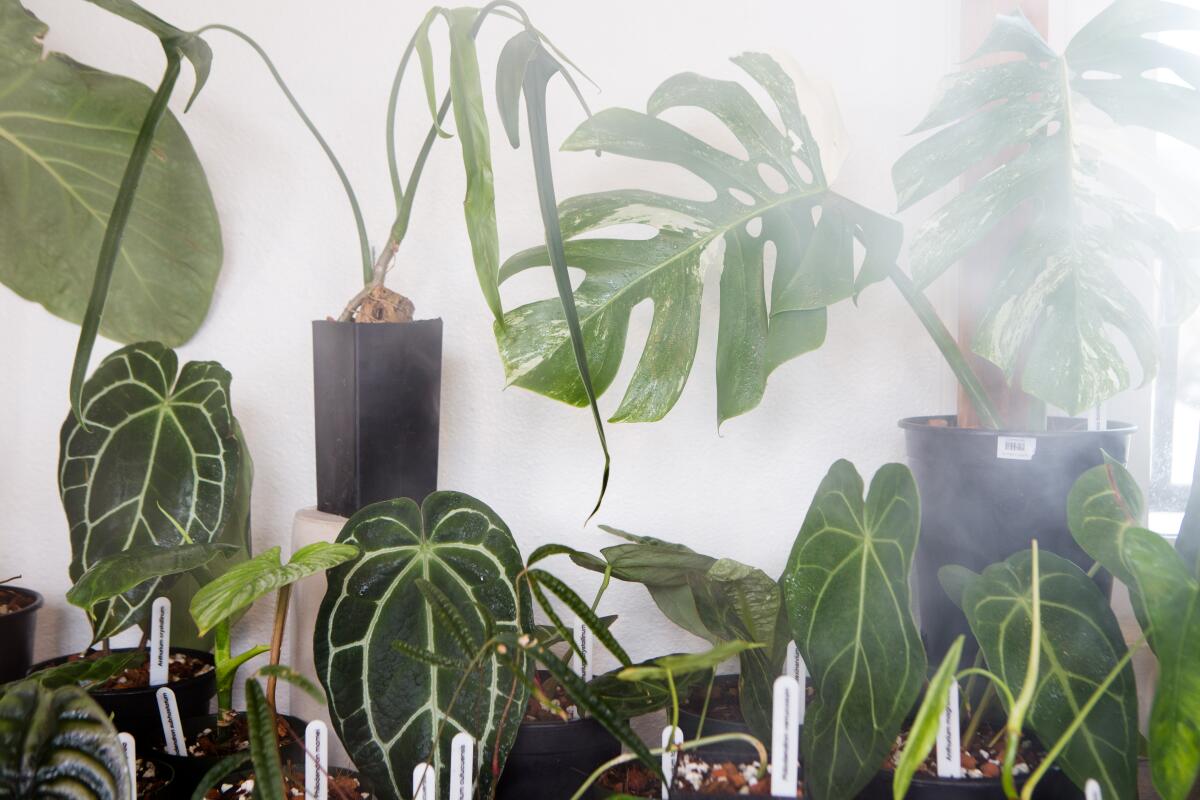 The popular white variegated monstera, far top right, at Leaf and Spine.