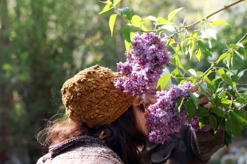 Idyllwild, CA - April 28: Owner Gar Parton invites Megan Rosenbloom to smell fresh lilac's growing at Alpenglow Lilac Gardens on Thursday, April 28, 2022 in Idyllwild, The lilacs bloom in spring against a backdrop of pine trees and mountains. Owner Gary Parton opens the garden to visitors on certain days from March to mid-April. (Dania Maxwell / Los Angeles Times)