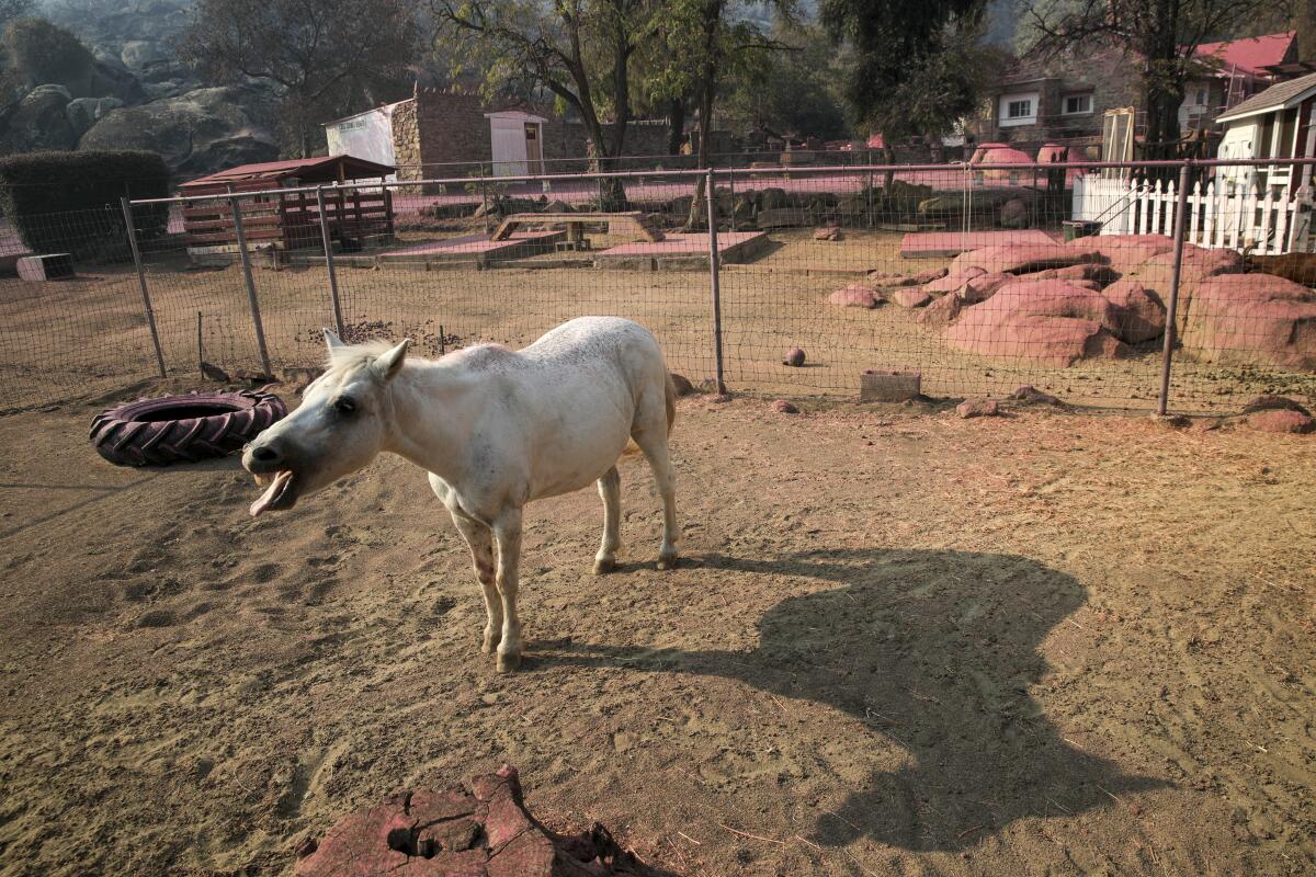 A white horse sticks out its tongue in a yard that bears a pinkish hue.