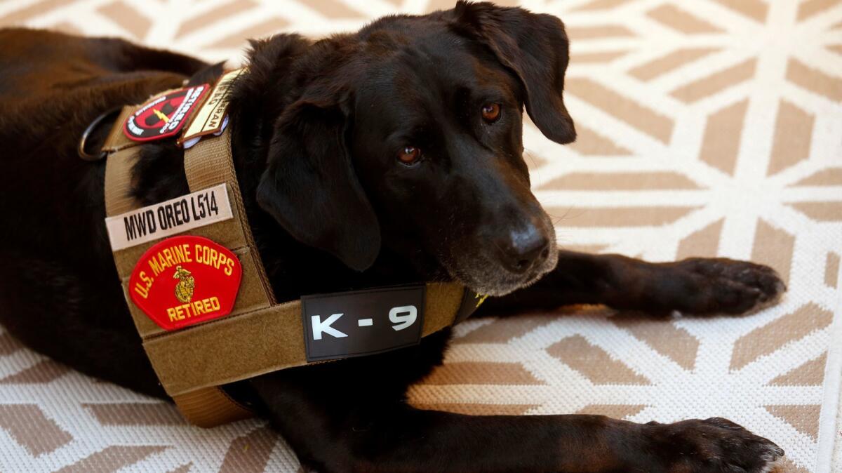 Retired military working dog Oreo, shown here in a tactical harness, served in the USMC in Iraq during Enduring Freedom and specialized in explosives detection.