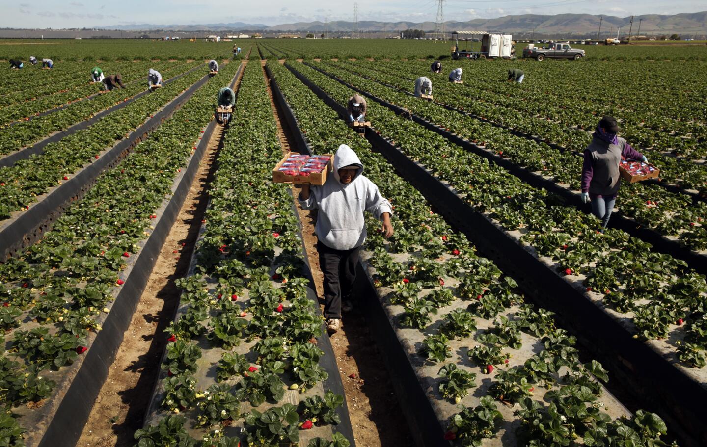 Santa Maria, Calif., strawberry field