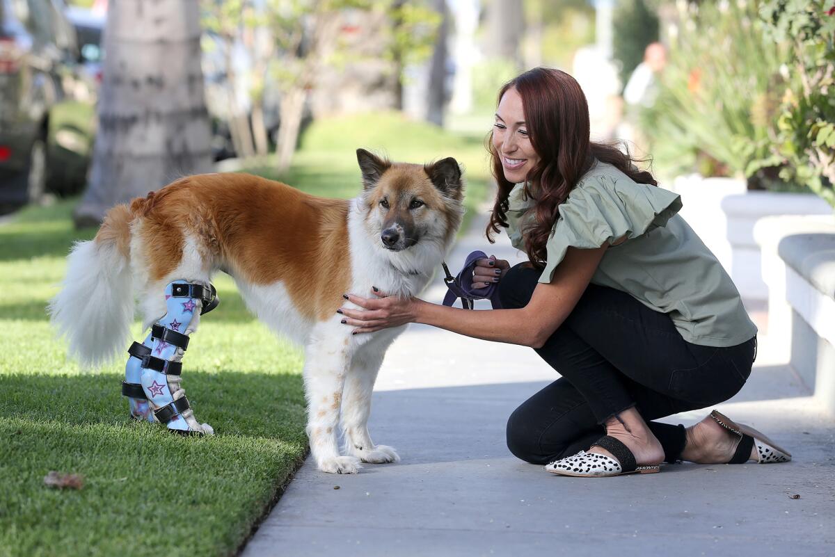 With the help of prosthetic legs, Frida walks along a sidewalk with her owner Dr. Lisa Chong.