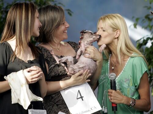 World's ugliest dog contest