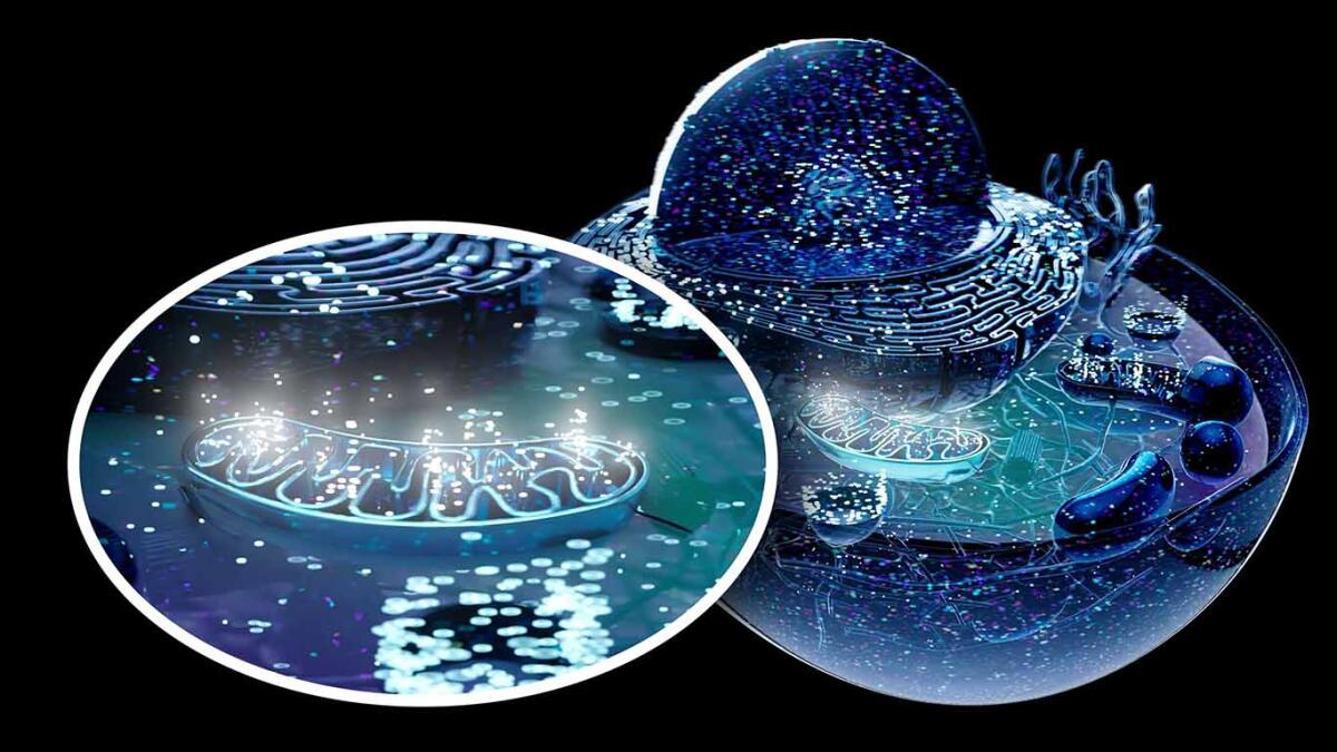 Why Everyone’s Getting Their Mitochondria Tested