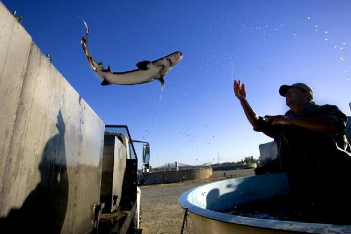 A worker at The Fishery in Galt, Calif., throws a sturgeon into a live-fish delivery truck. The Central Valley aqua farm is one of a handful statewide catering to a unique niche: Californias Asian markets. Asian diners insist they can distinguish on the plate between a fish freshly plucked from a tank or stream and one previously gutted and languishing on ice.
