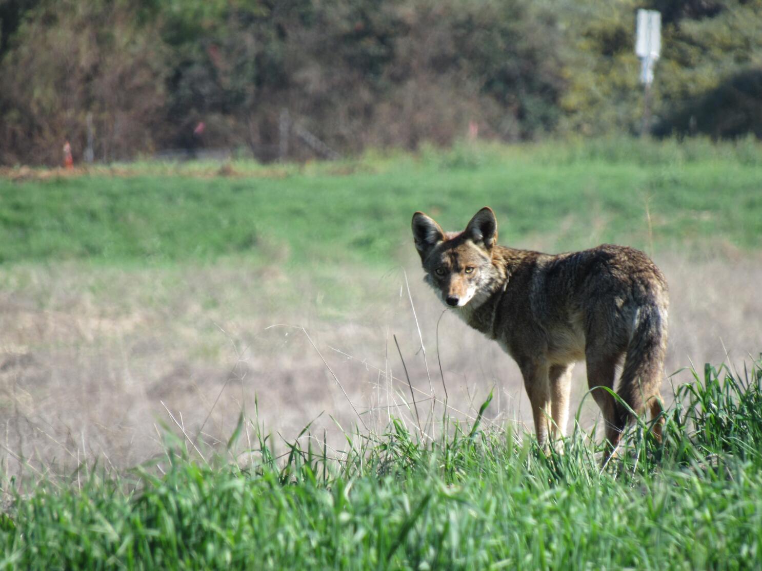 Coyote snare traps called inhumane, L.A. councilman wants to ban them - Los  Angeles Times