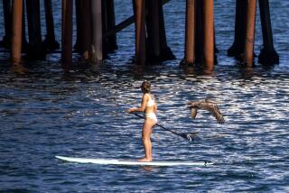 MALIBU, CA - APRIL 05: Brown pelicans glide around a paddle boarder north of Malibu Pier at Malibu "Surfrider" Beach - part of Malibu Lagoon State Beach on Tuesday, April 5, 2022 in Malibu, CA. It's 70 degrees here today while a heat advisory will be in effect in parts of Los Angeles County from 11 a.m. Wednesday until 6 p.m. Friday, with temperatures expected to reach 100 degrees, according to the National Weather Service. (Francine Orr / Los Angeles Times)