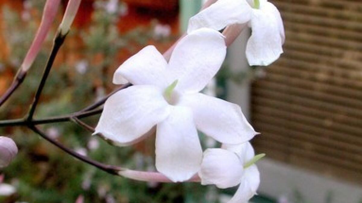 White Jasmine Flower