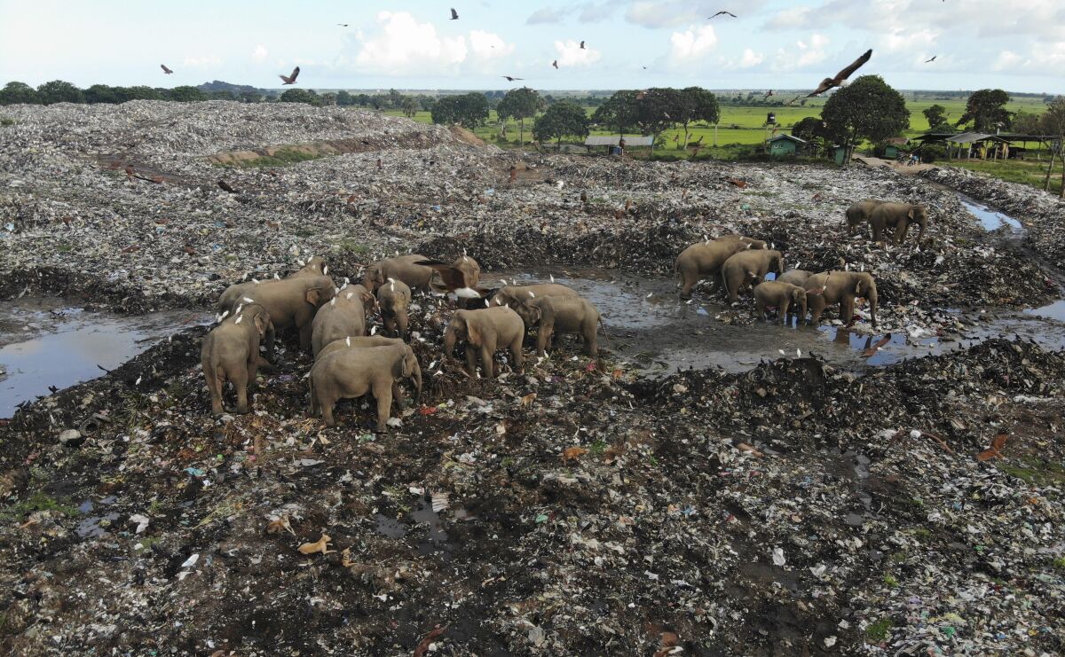 Elephants dying from eating plastic waste in Sri Lankan dump - Los Angeles  Times