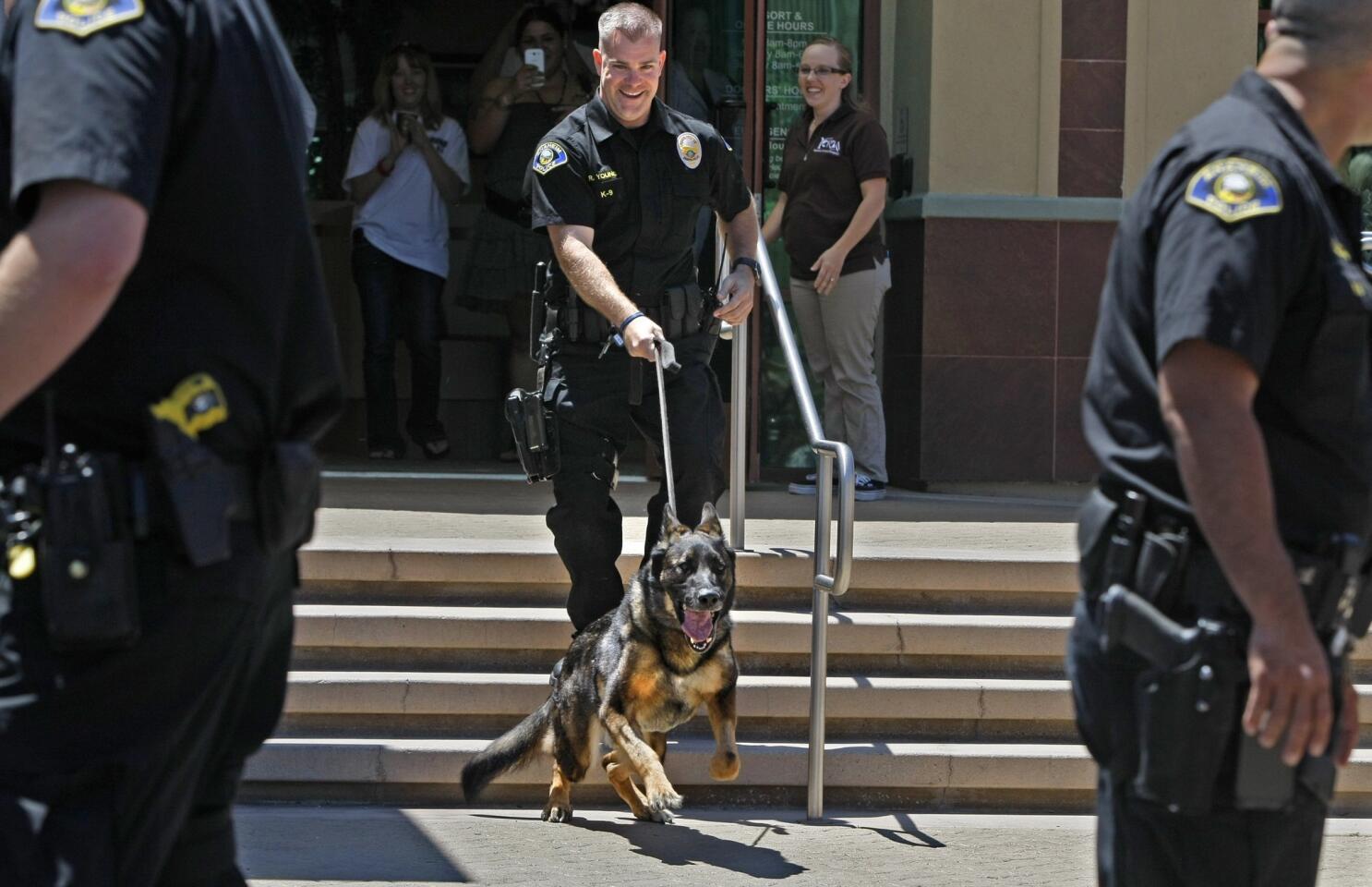 Bruno the police K-9 dies of complications stemming from 2014 shooting -  Los Angeles Times