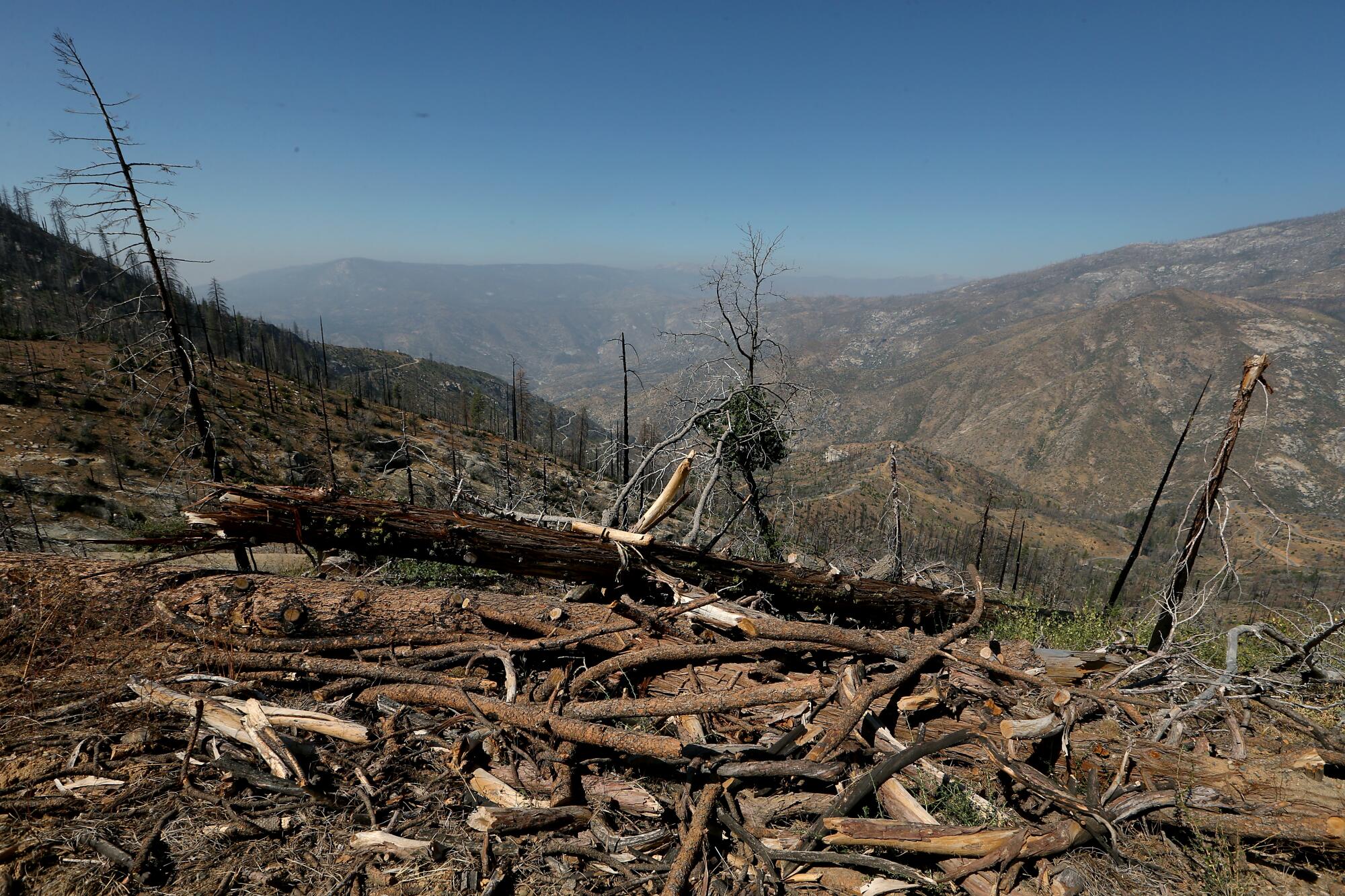 Tree limbs and trunks litter the ground in the remains of a burned forest, with rocky mountains in the background