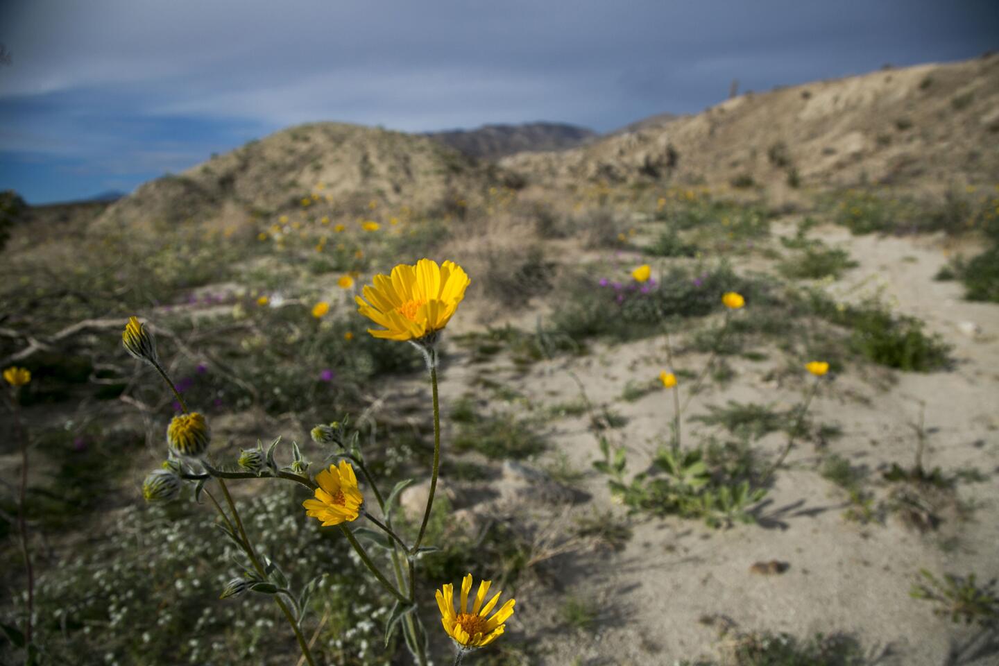 wildflower bloom