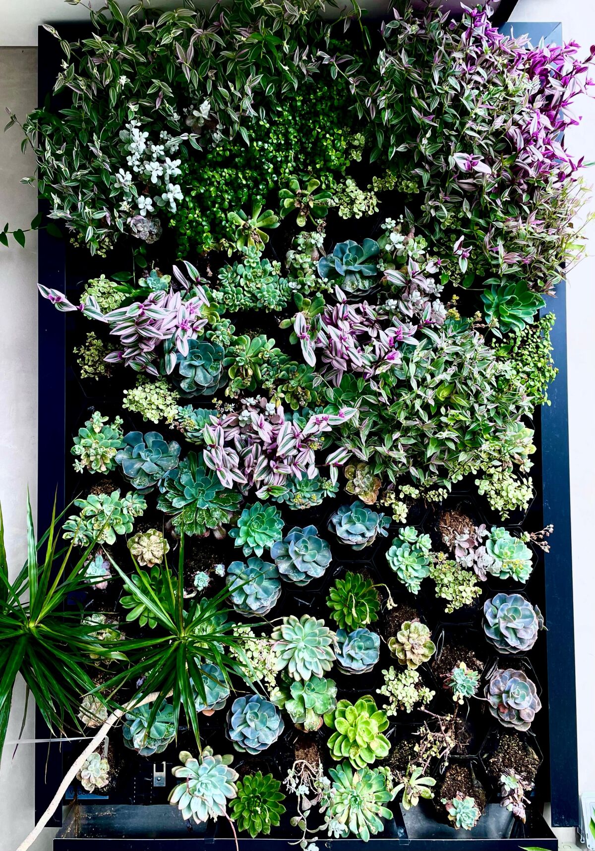 A variety of plants form a living wall in this garden.
