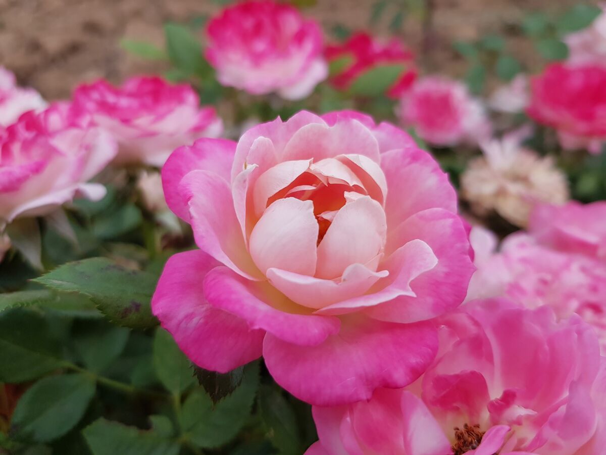 'Pink Sunblaze' is an 18-inch-tall miniature rose with deep pink blooms.