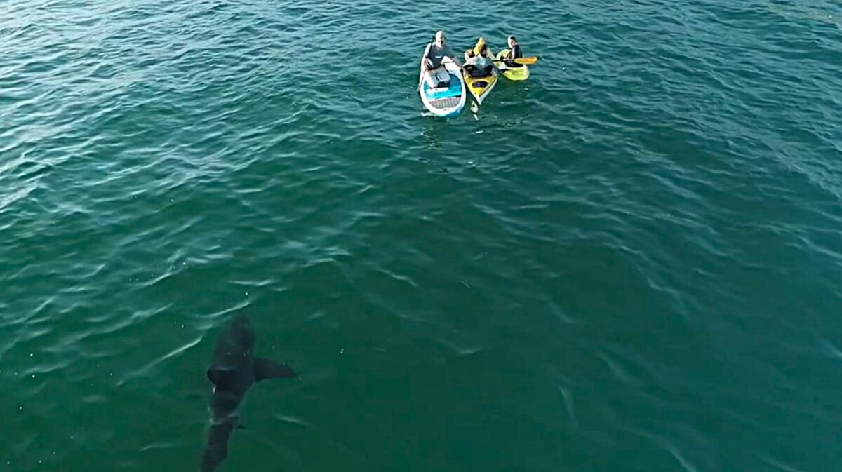 A shark swimming near people.