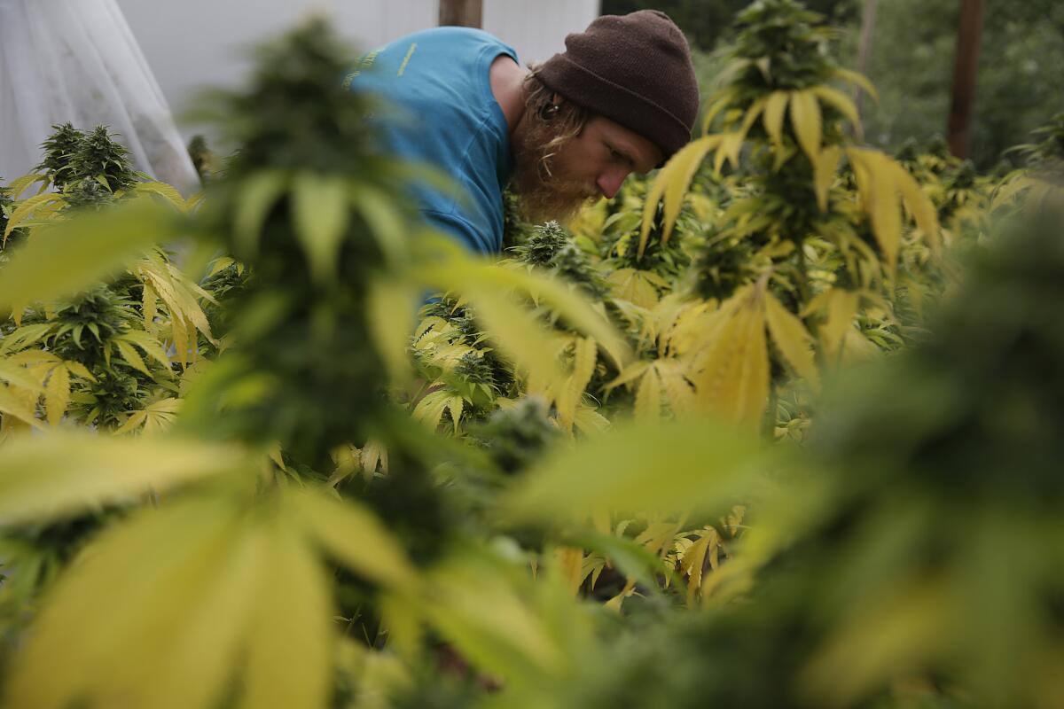 Sustainable cannabis farmer Dillon Turner applies fertilizer to a crop of plants at Sunboldt Farms, a small family farm run by Sunshine and Eric Johnston.