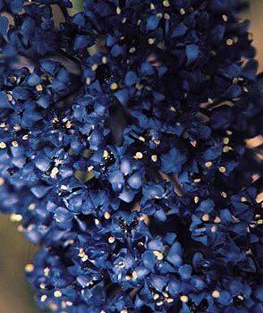 Ceanothus "Concha"