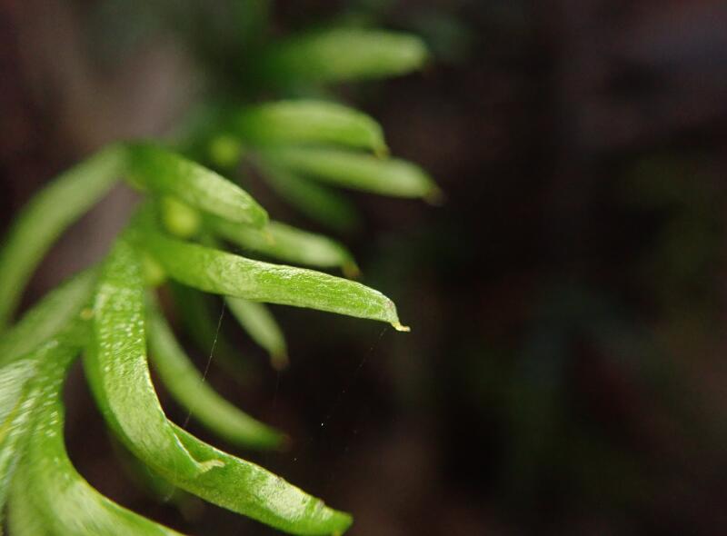 A view of fern fronds 