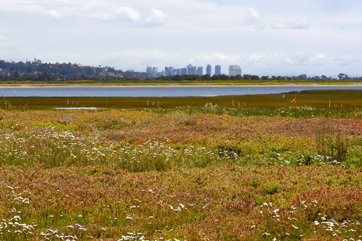 A flat area with flowers, grass and a body of water, with a city skyline in the distance.