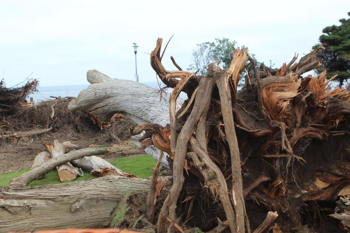 City cleanup crews chainsaw the fallen remains of what three generations of La Jollans have referred to as the ‘Lorax tree' in Scripps Park. The 100-foot Monterey cypress fell at 7 a.m. on June 13, 2019. No one was injured.