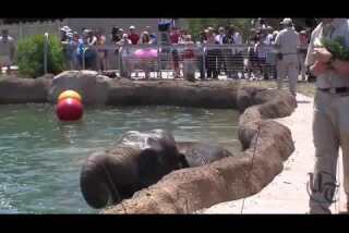San Diego Zoo Elephant Pool Party