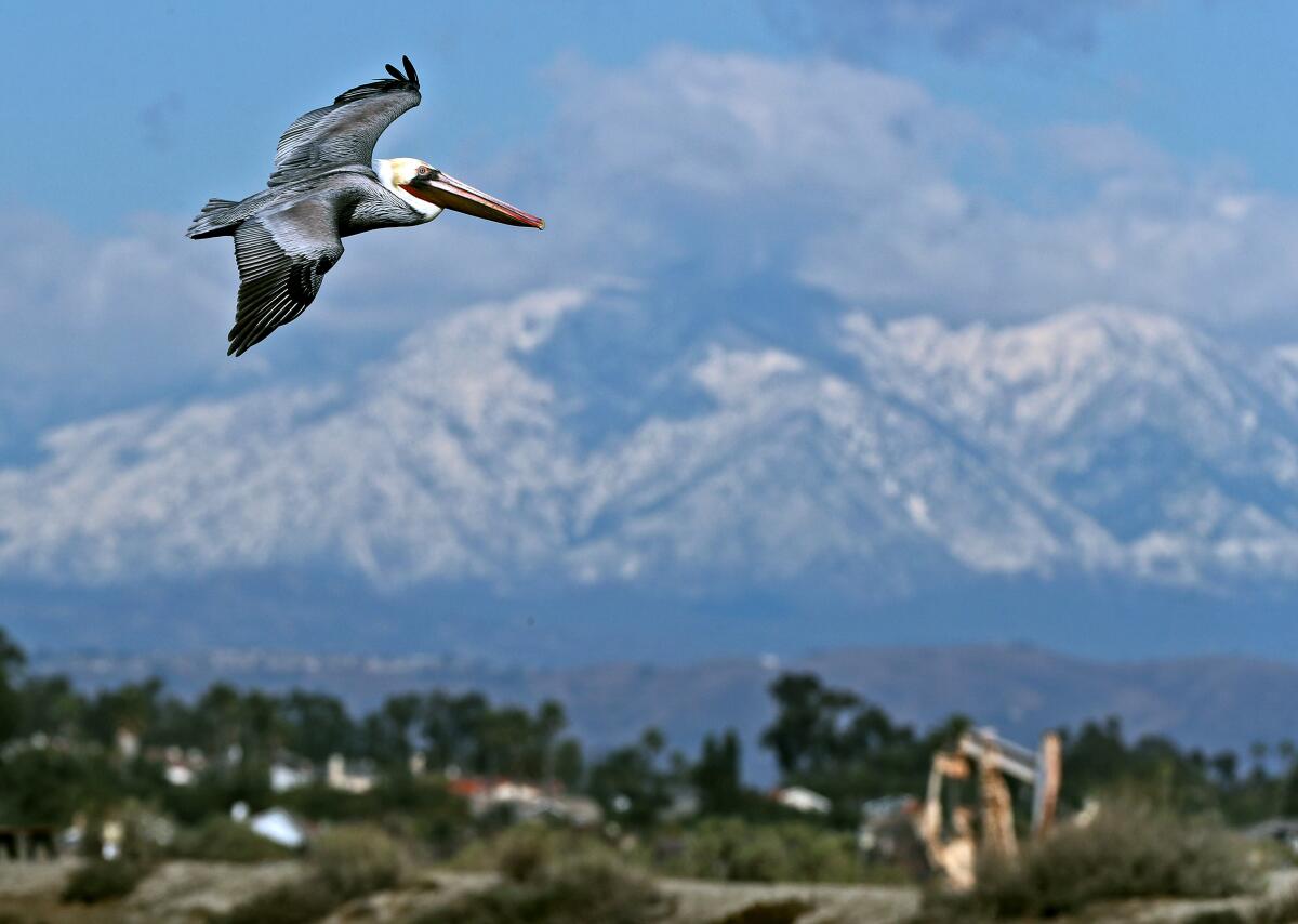 With the San Gabriel Mountains in the background, a brown pelican flies in search of fish at Bolsa Chica Ecological Reserve 
