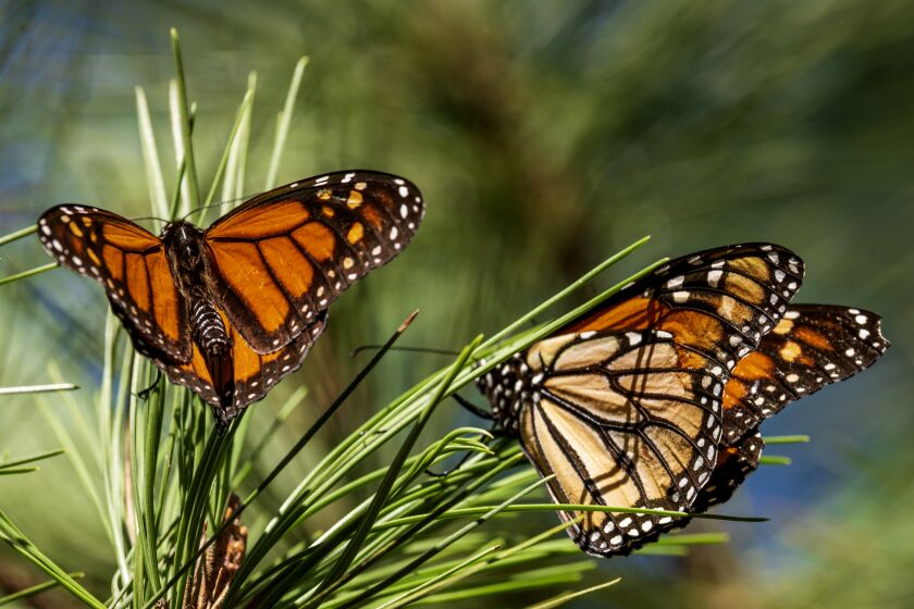 ARCHIVO - Mariposas se posan en las ramas en el Monarch Grove Sanctuary de Pacific Grove, California, el 10 de noviembre de 2021. (AP Foto/Nic Coury, Archivo)
