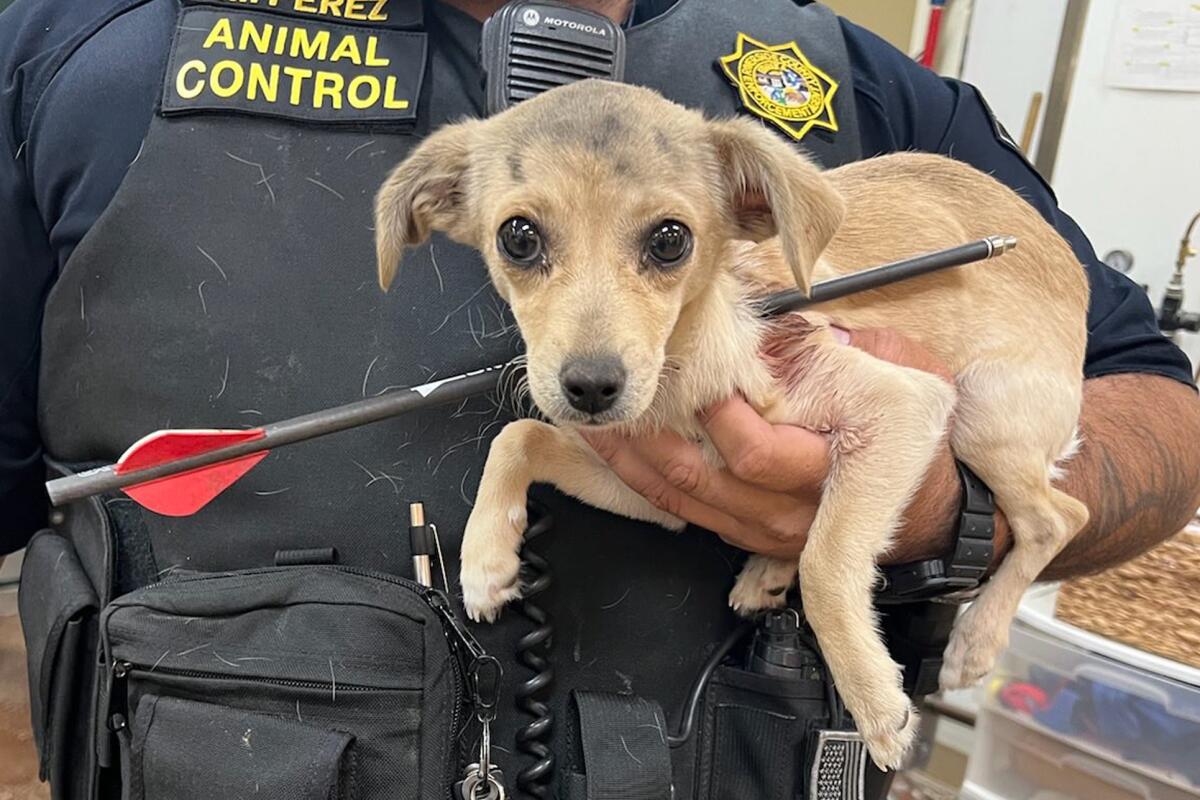 En esta fotografía proporcionada por los Servicios Animales del condado de Riverside