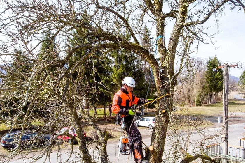 Lumberjack with a saw and harness for pruning a tree. A tree surgeon, arborist climbing a tree in order to reduce and cut his branches. User Upload Caption: If your trees need a trim this fall, hire an arborist to oversee the job.