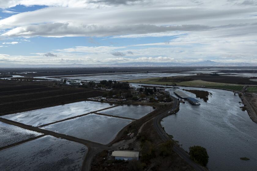 Stockton, CA - December 06: Flooded rice fields along the San Joaquin River on Wednesday, Dec. 6, 2023 in Stockton, CA. (Brian van der Brug / Los Angeles Times)