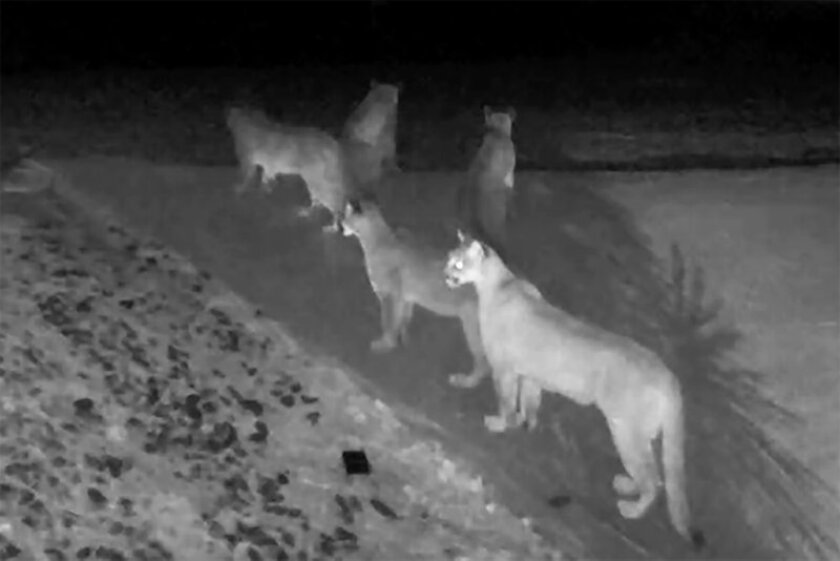 A photo taken from video shows five California mountain lions together outside a home in Pioneer, Calif.
