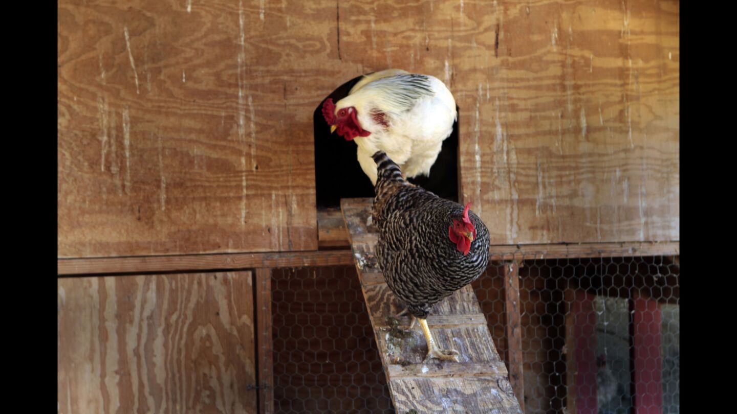 A rooster and hen exit the chicken coop at Taking the Reins.
