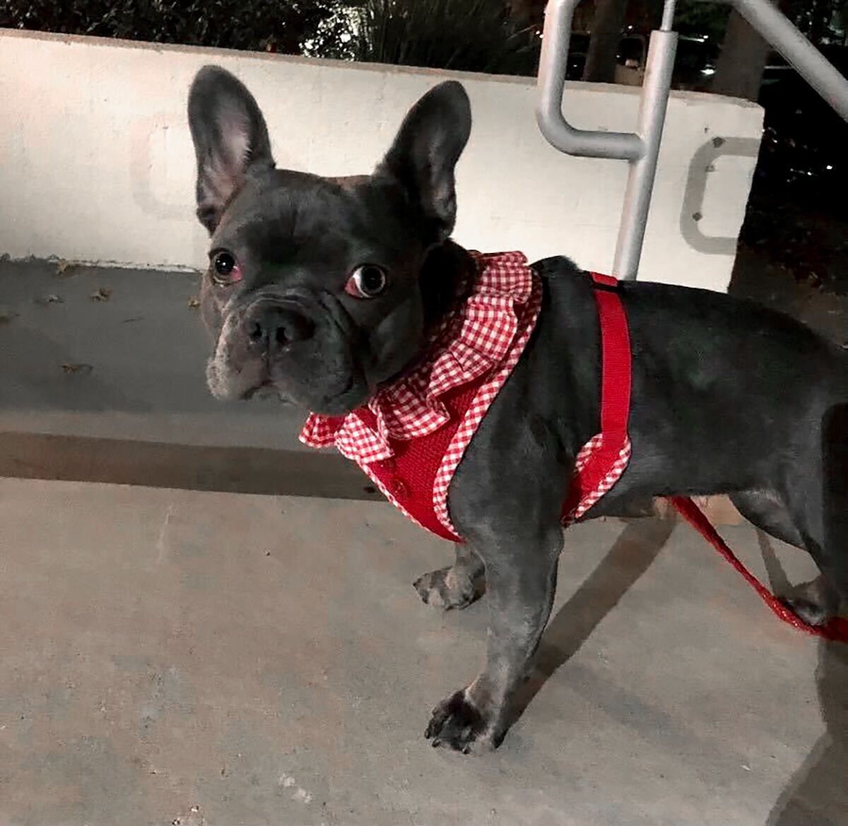 A French bulldog with blue-gray fur wears a harness made of red gingham fabric