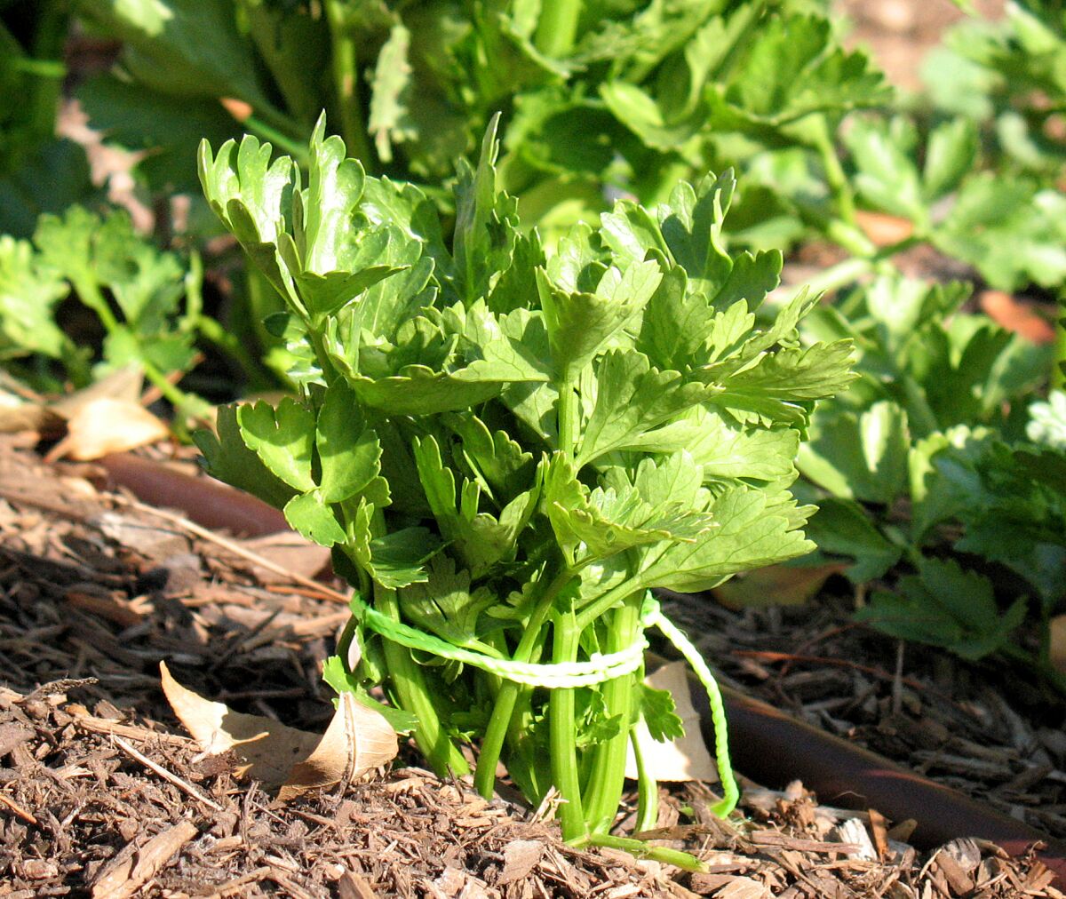 If you prefer the paler, sweeter celery that's protected from the sun, you can tie up the young stalks to protect the inner branches or cut the top and bottom off a half-gallon milk carton and push it over the young seedling like a sleeve to shade the stalks.