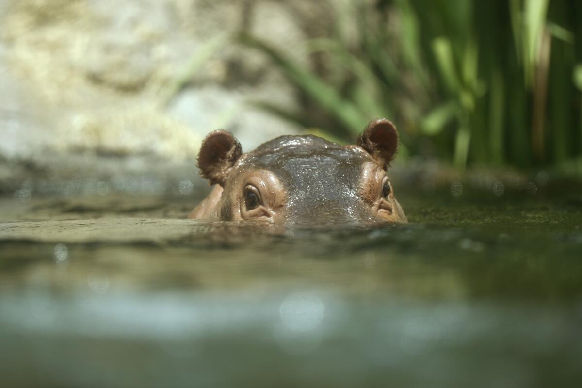 Amahle, an African river hippo calf swims at the San Diego Zoo.