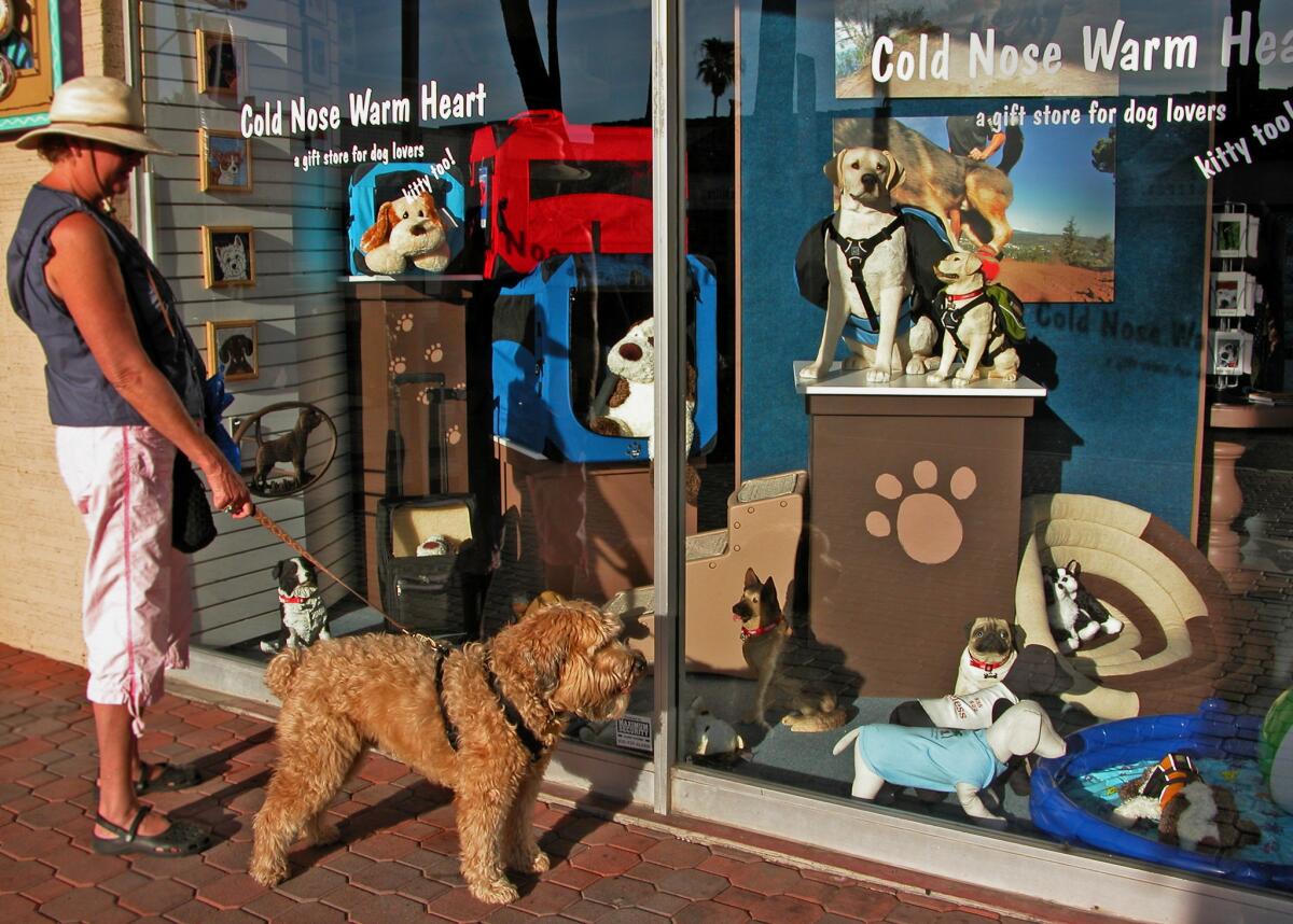 Darby went window-shopping in 2008 at the Cold Nose, Warm Heart pet shop on Palm Canyon Drive in Palm Springs. Read the story.