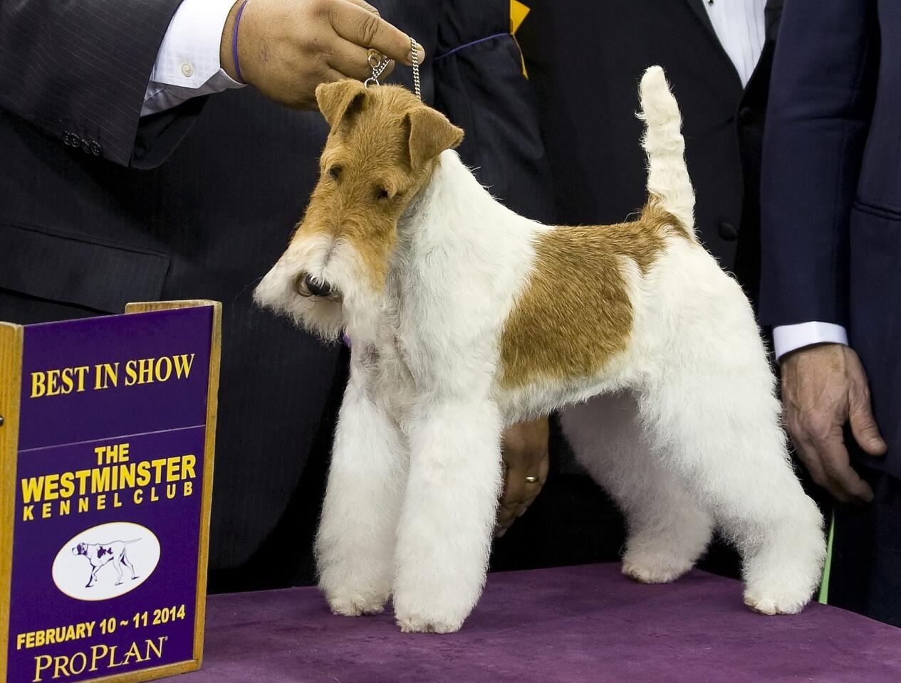 Best in Show winner Sky, a wire fox terrier whose handler is from Rialto and one of whose owners is from Malibu, poses for photos at the 138th Westminster Kennel Club Dog Show in New York.