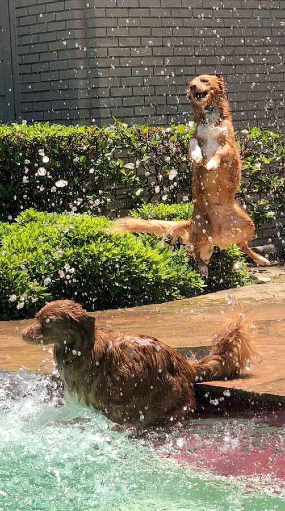 Nova Scotia duck tolling retrievers, Brandy in pool getting splashed by Tucker hopping up and down with joy.