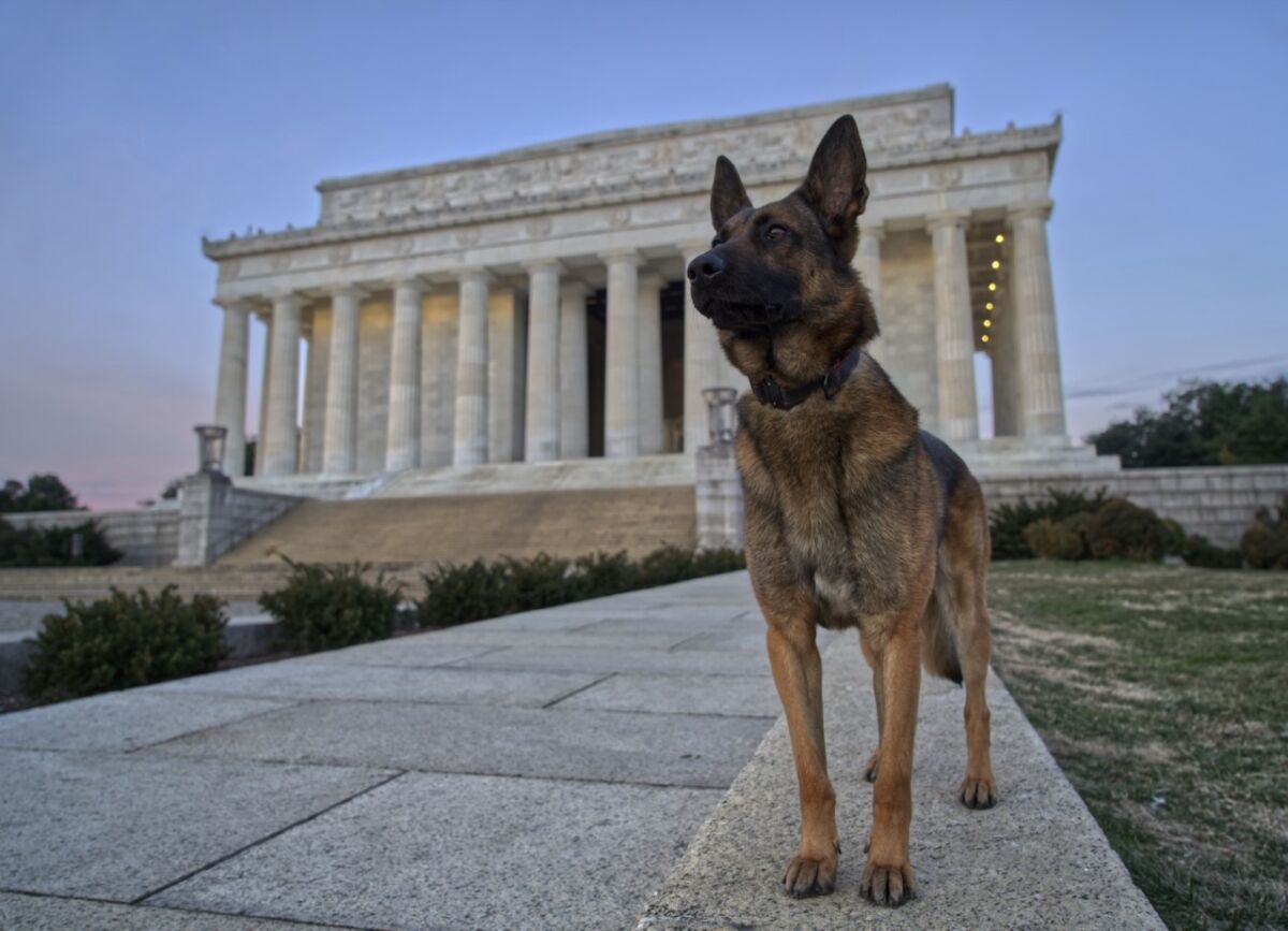 Abel the bomb-sniffing dog will likely have to part ways Friday with Marine Corps veteran Richard Pickett-White. 