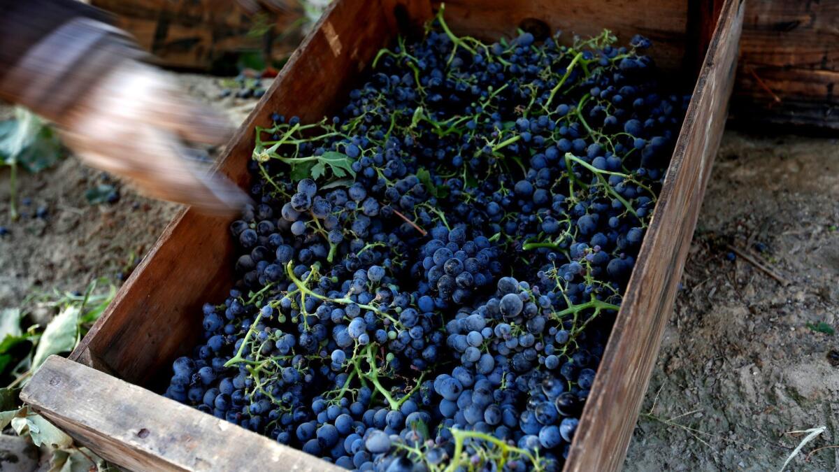 California is the main source of grapes in the United States. Above, grapes picked in Madera, Calif.