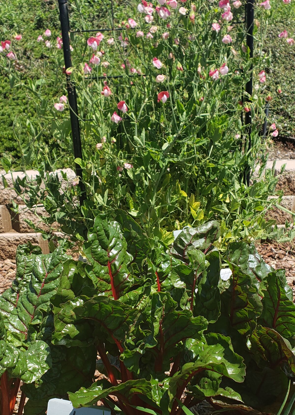 The San Diego Master Gardener demonstration garden has chard and flowering sweet peas grown in a straw bale.