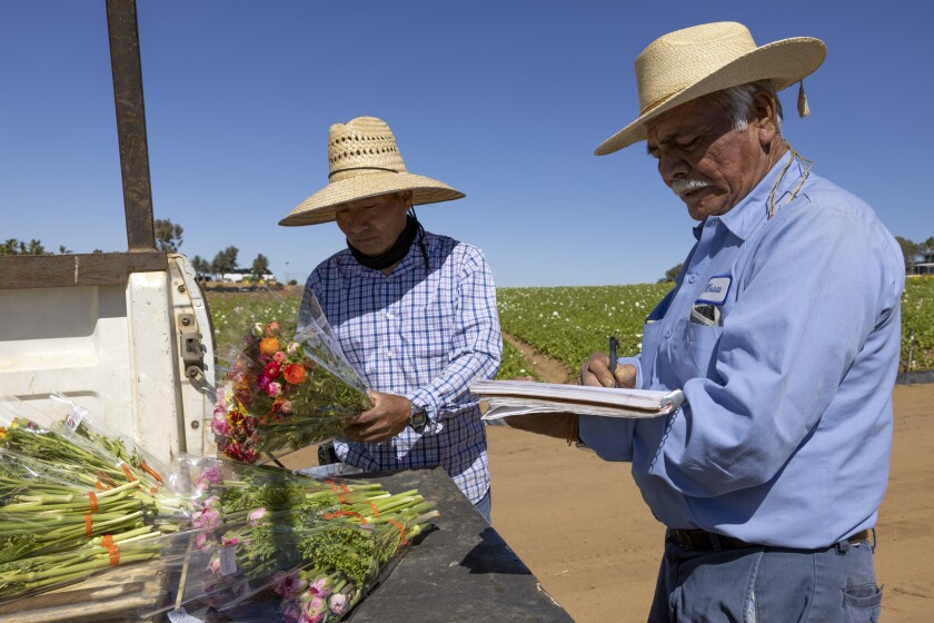 Moises Morales, right, checks in a bundle of ranunculus flowers picked by Alberto Valencia at The Flower Fields.